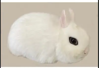 Top Featured Purebred Dwarf Hotot bunny rabbit, #Great for a gift for relieving from Pendemic anxiet...