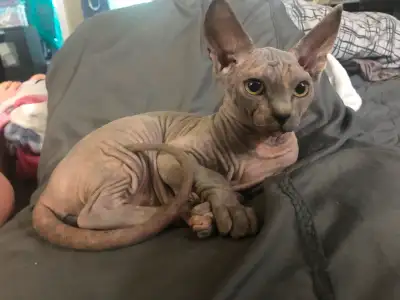 Sphynx kittens, View more