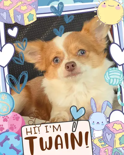 ❤️ Meet Twain! ❤️ Sweet Chihuahua Mix Puppy Raised with Love, View more