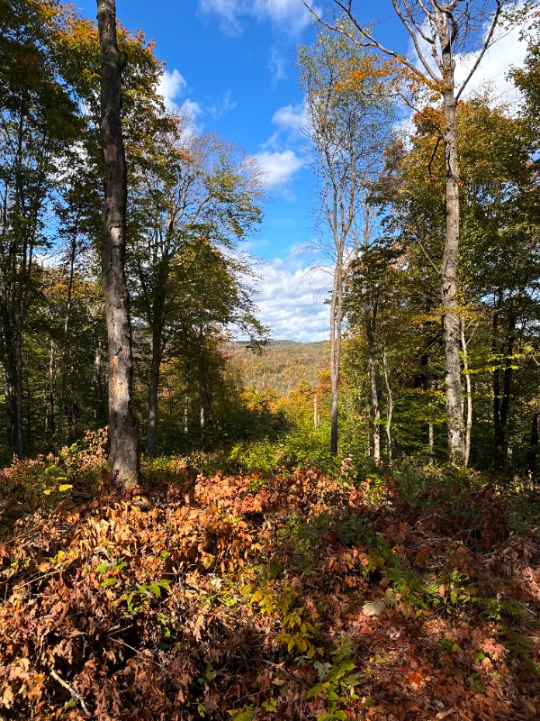 Terrains de 7,7 acres a vendre à Morin Heights — photo 1