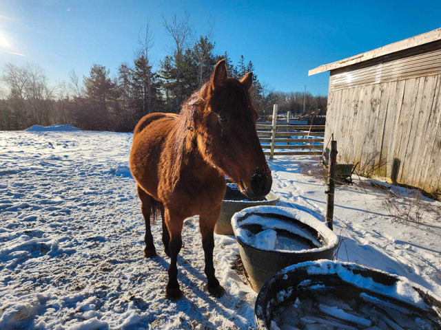 QH cross Percheron mare in Horses & Ponies for Rehoming in Annapolis Valley - Image 3