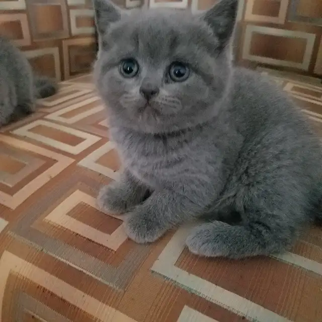 Scottish Fold and Straight blue kittens CCA/AFC registered | Cats ...