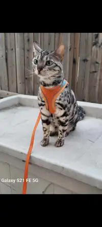 Pure breed Bengal cat for rehoming.