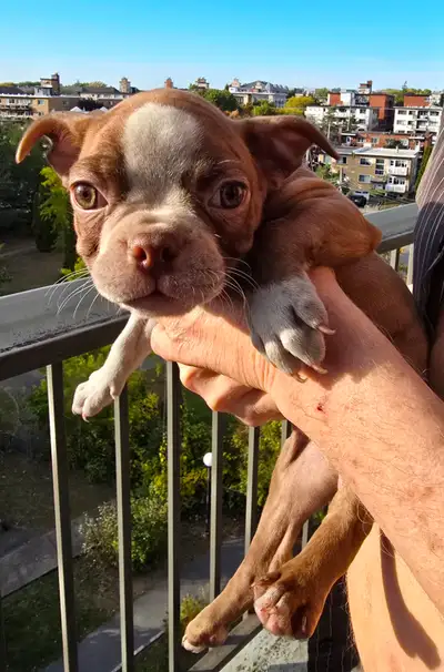 Red and white Boston Terrier Puppys     Regulter $2000 SPECIAL, View more