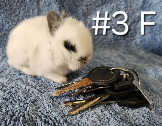Great Featured Purebred Netherland Dwarf, Holland Lop, Hotot bun in Small Animals for Rehoming in Ottawa - Image 5