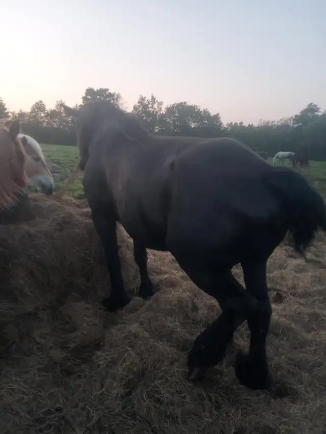 PERCHERON MARE in Horses & Ponies for Rehoming in Annapolis Valley - Image 6