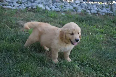 Purebred Golden Retriever Puppies, View more