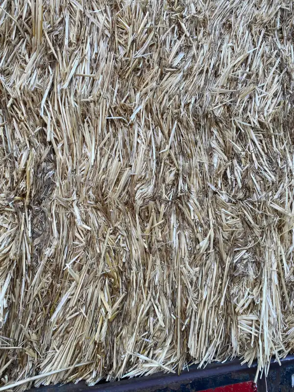 Large / small Wheat Straw Bales in Livestock in Penticton - Image 3