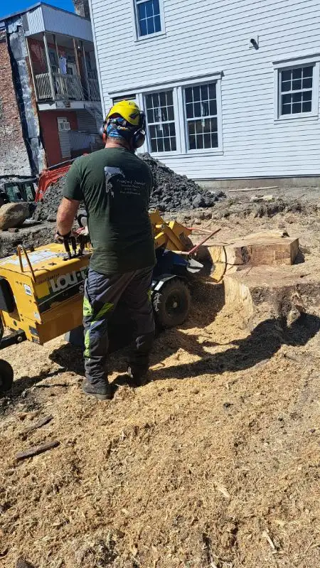 Pruning and Tree Trimming595971078452029444
