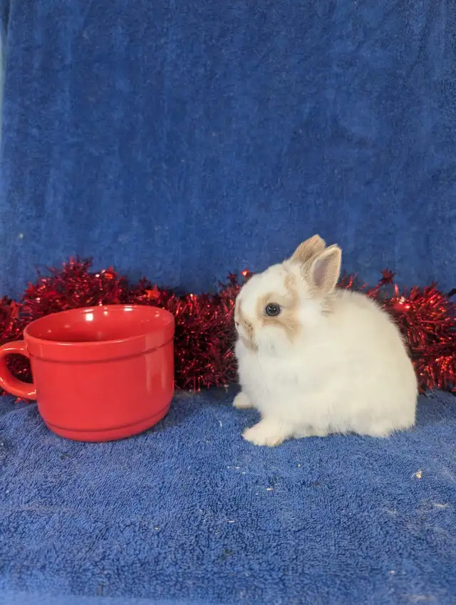 EXTRAORDINARY NETHERLAND DWARF & HOLLAND LOP BUNNY RABBITS in Small Animals for Rehoming in Terrace - Image 8