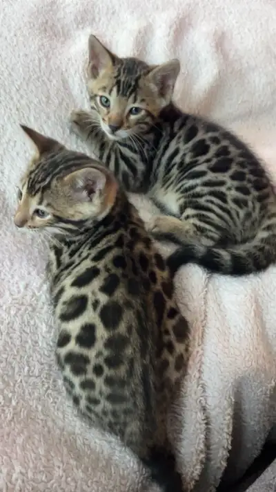 Beautiful Bengal Kitten for Adoption, View more