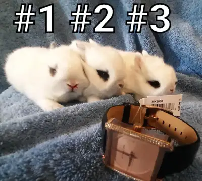Great Featured Purebred Netherland Dwarf bunny rabbit, #Great for a gift for relieving from Pendemic...