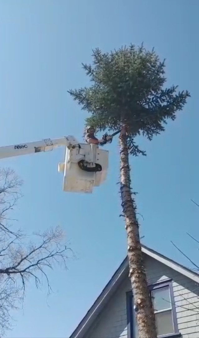 Affordable Tree Removal, Cutting & Stump Grinding - Calgary in Other in Calgary - Image 3