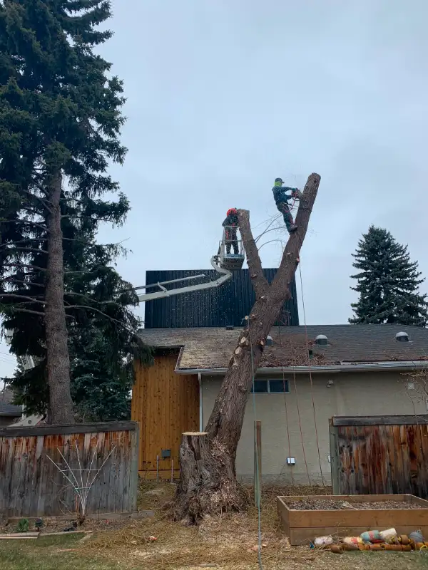 TREE REMOVAL AND CARE *Google Guaranteed Company62863227868546124