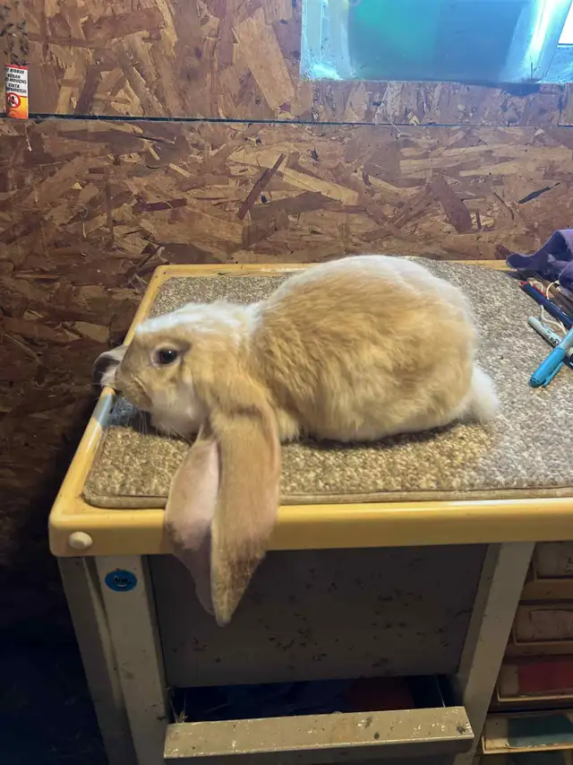 EXTRAORDINARY ENGLISH LOP &  HOLLAND LOP BUNNY RABBITS in Small Animals for Rehoming in Vancouver - Image 5