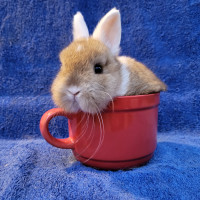 NEUTERED baby Holland lop & Netherland dwarf Bunny Rabbits City of Toronto Toronto (GTA) Preview