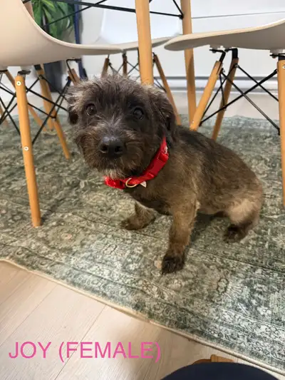 1 female left!! small/medium mix breed puppies! Ready now!, View more