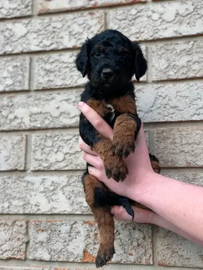 Saintberdoodle pups! Ready mid-July, View more
