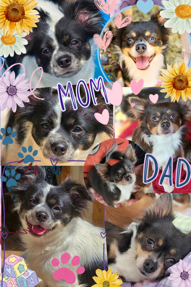 ❤️ Meet Daisy-Mae! ❤️ Tiny Chihuahua Puppy Raised with Love ❤️ in Dogs & Puppies for Rehoming in Ottawa - Image 4