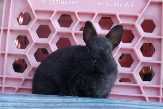 Bébés lapins & lapines Nain Polonais in Small Animals for Rehoming in Laurentides - Image 5