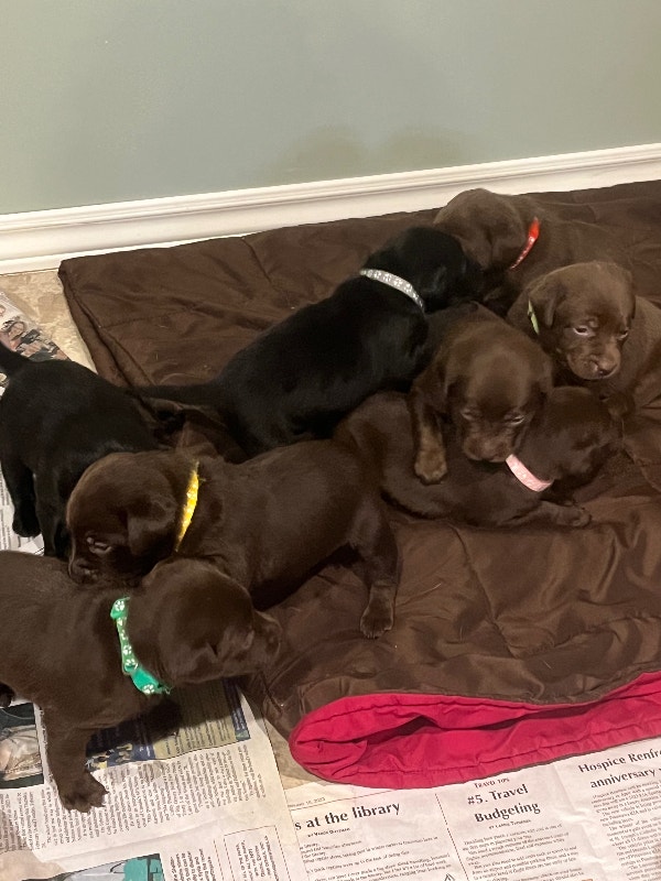 Labrador Puppies for sale Dogs & Puppies for Rehoming Petawawa Kijiji