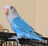 Beautiful & Happy Peach-faced and Fischers Lovebirds For Sale