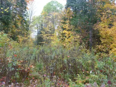 2 Beautiful Acres In Haliburton with Financing - $250 per month, View more