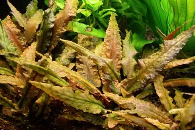 Hey guys, It's JimmyJam the AquaticPlantsMan (APM). I have been aquascaping for over 25 years now an...