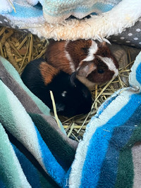 Baby guinea pigs, born april 10th, ready in 4 weeks ! 30$ each