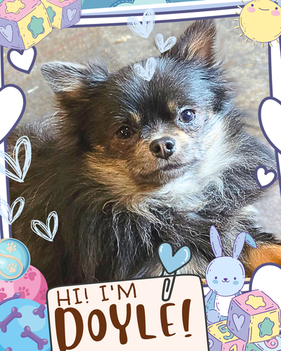 ❤️ Meet Doyle! ❤️ Sweet Tiny Chihuahua Mix Raised with Love ❤️, View more