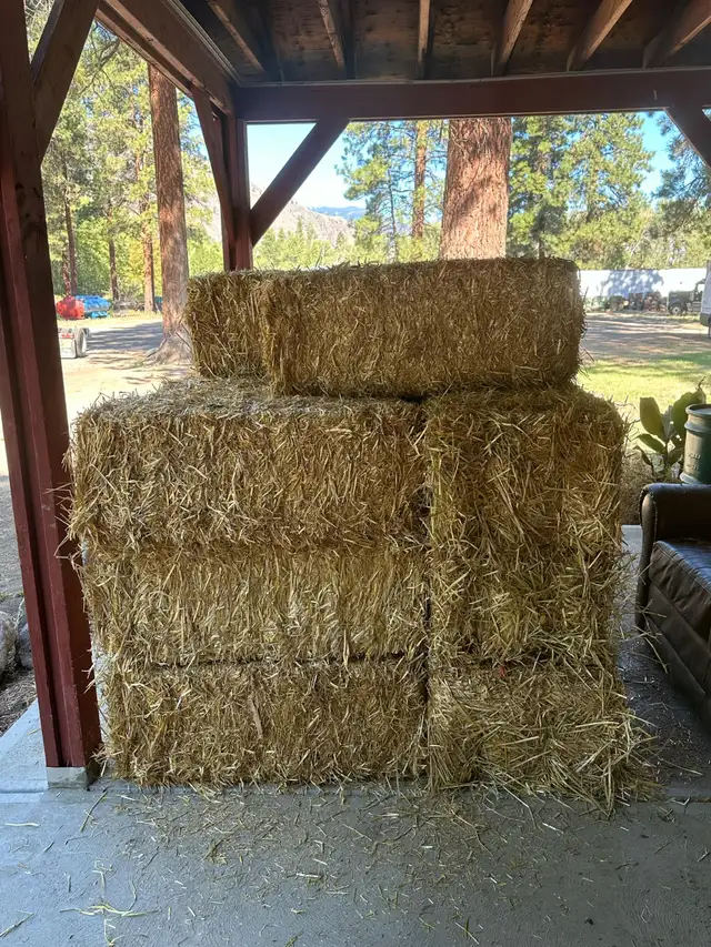 Timothy / Alfalfa /mix hay in Livestock in Penticton - Image 11