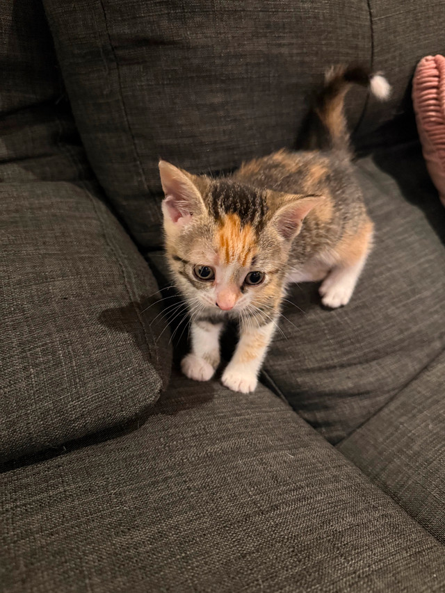 Adorable Kittens Ready for Their Forever Homes! in Cats & Kittens for Rehoming in Kitchener / Waterloo
