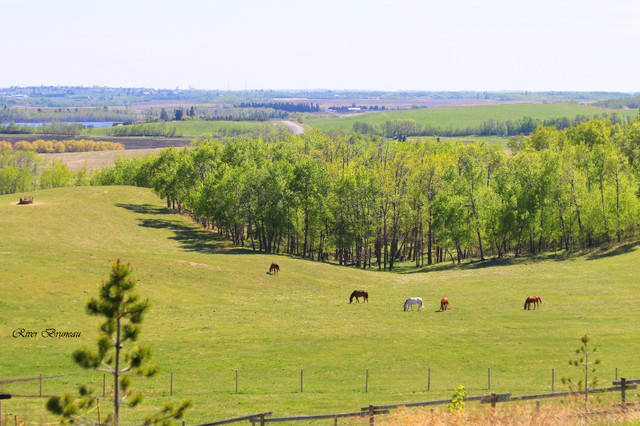 Horse Boarding near Blackfalds/Red Deer/Penhold/Innisfail/Bowden dans Services pour animaux  à Red Deer
