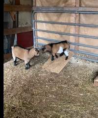 Male Pygmy goats wethered