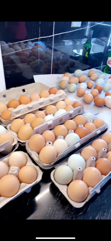 Local Free Range Eggs ORGANIC in Livestock in Windsor Region