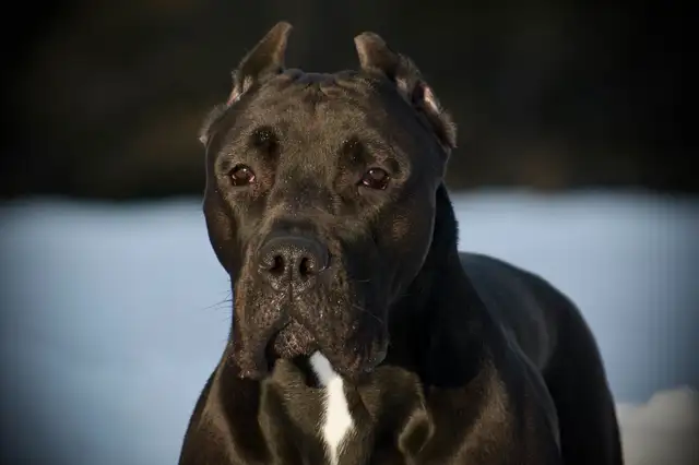 Presa Canario Puppies in Dogs & Puppies for Rehoming in City of Toronto - Image 37