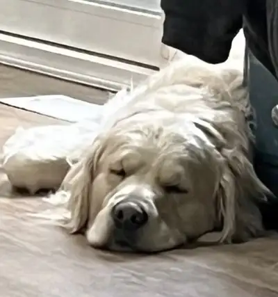 English Cream Golden Retrievers, View more