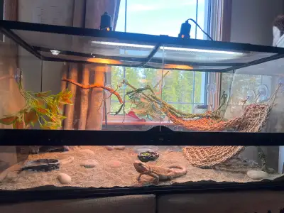 Bearded Dragon for sale, View more
