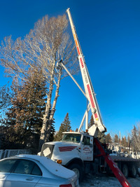 Hazard.  Trees removal experts  .winter price 