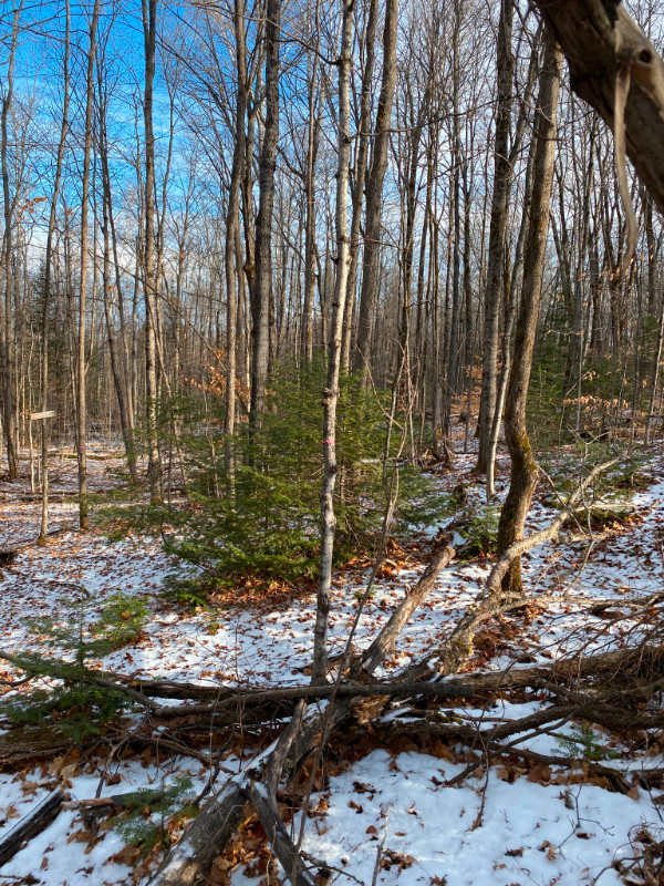 Building Lot For Sale In Bancroft Land for Sale Trenton Kijiji