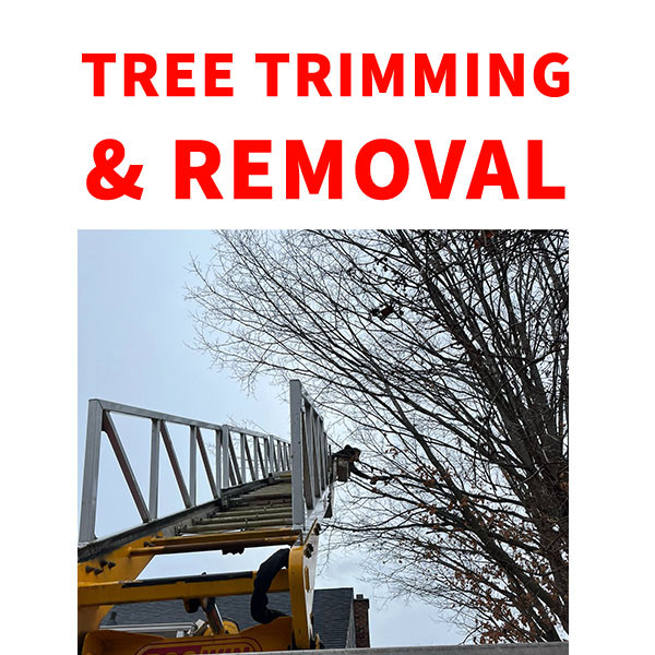 TREE TRIMMING - PRUNING - REMOVAL in Lawn, Tree Maintenance & Eavestrough in Peterborough