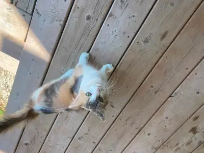 Female cat needs home, View more