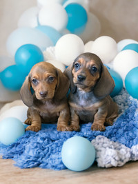 Puppies Dachshund  4 male  available READY TO GO NOW