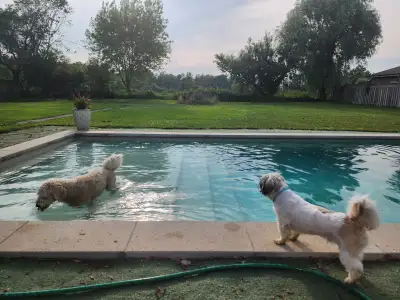 24/7 in house pet vacay!! LONG TERM AVAILABILITY!! In house board. Going away for summer? Very clean...
