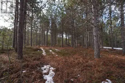 This beautiful piece of land offers a fairly level terrain with an abundance of mature trees, making...
