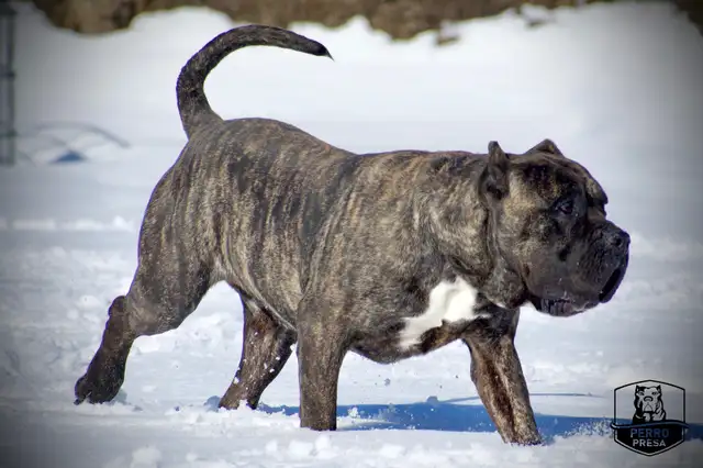 Presa Canario Puppies in Dogs & Puppies for Rehoming in City of Toronto - Image 35
