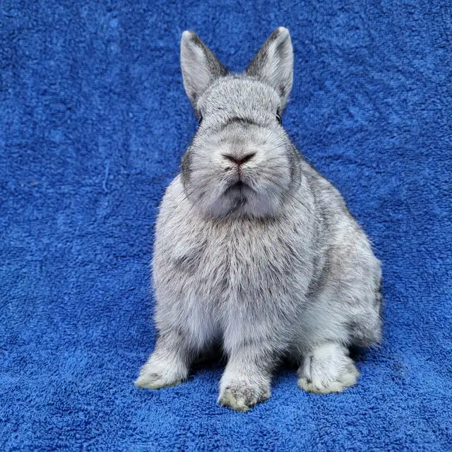 EXTRAORDINARY NETHERLAND DWARF, HOLLAND LOP,  LIONHEAD BUNNIES in Small Animals for Rehoming in Ottawa - Image 4