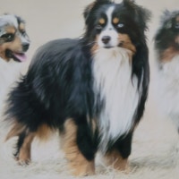 ASDR TOY AUSTRALIAN RED MERLE BLUE EYES.CHAMPION BLOODLINES