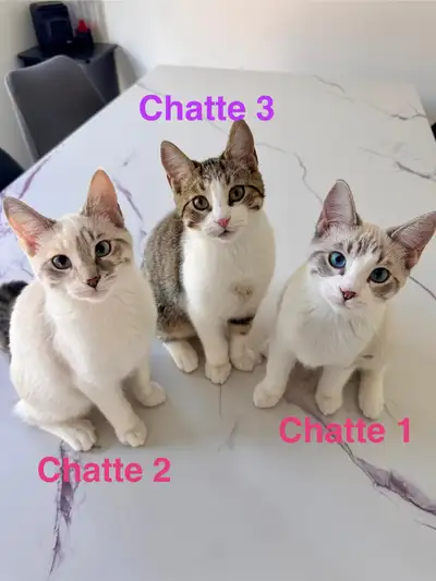 Urgent ** Magnifique portée surprise !! À qui la chance!, View more