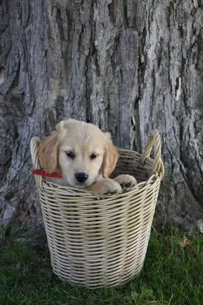 Purebred Golden Retriever Puppies, View more